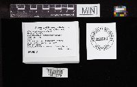 Chlorophyllum agaricoides image