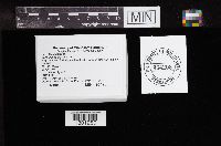 Helvella elastica image