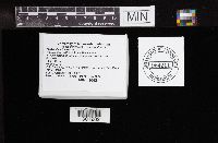 Bjerkandera fumosa image