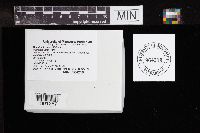 Boletinellus merulioides image