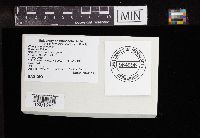 Clitocybe phyllophila image