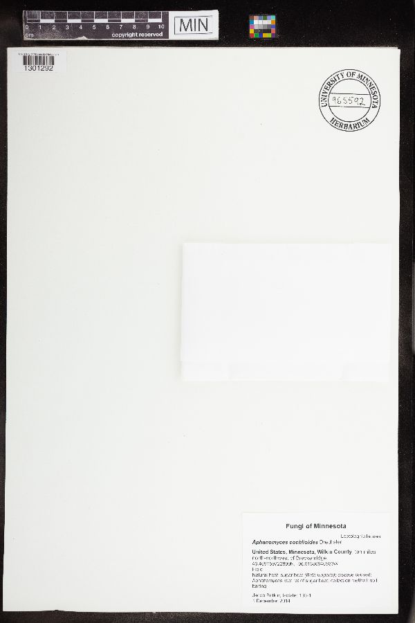 Leptolegniellaceae image