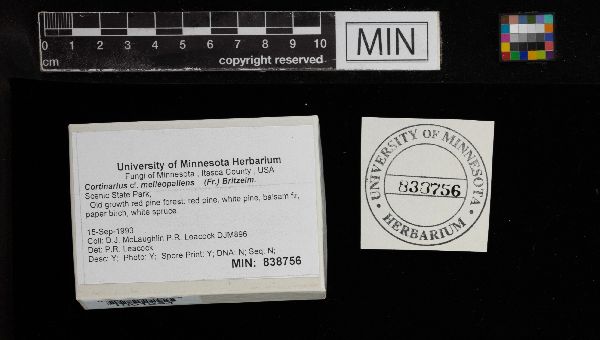 Cortinarius melleopallens image