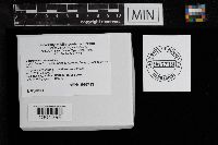 Boletinellus merulioides image