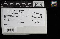 Hydnochaete olivacea image