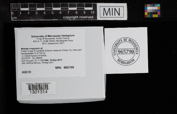 Midotis irregularis image