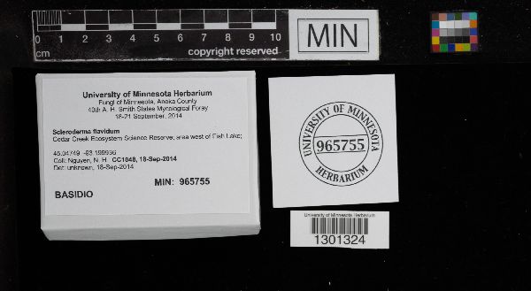 Scleroderma flavidum image