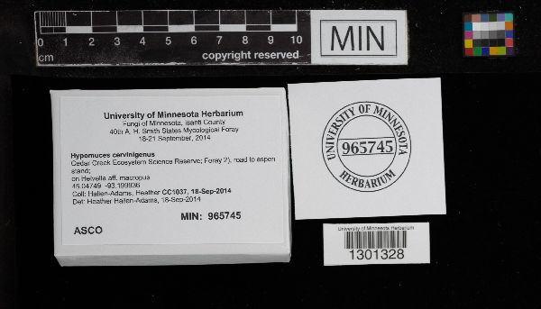 Hypomyces cervinus image