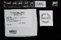 Suillus luteus image