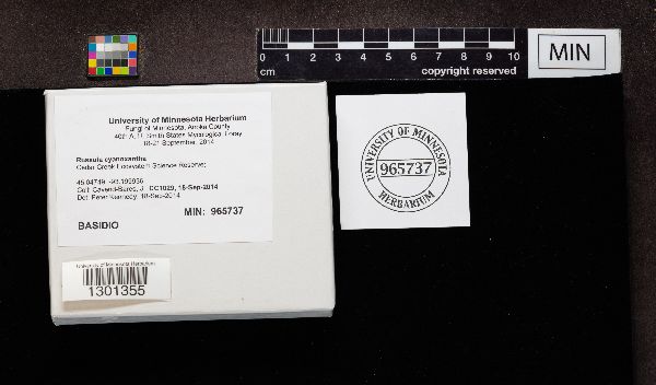 Russula cyanoxantha image