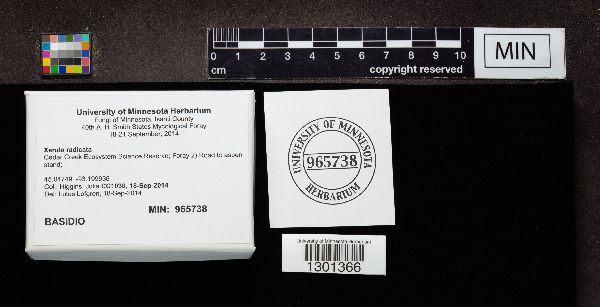 Xerula radicata image