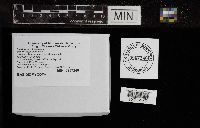 Coprinopsis atramentaria image