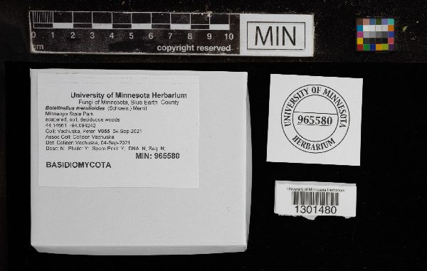 Boletinellus merulioides image