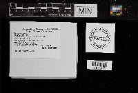 Mycena inclinata image