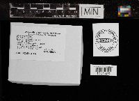 Rhodotus palmatus image