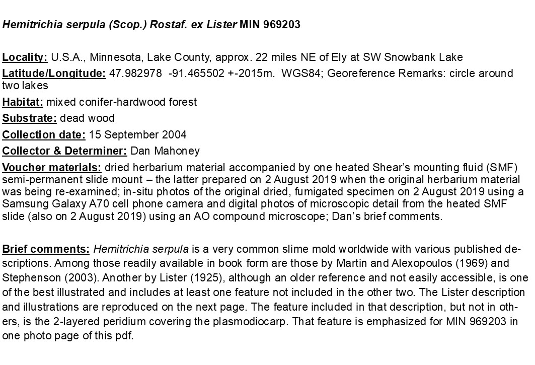 Hemitrichia serpula image