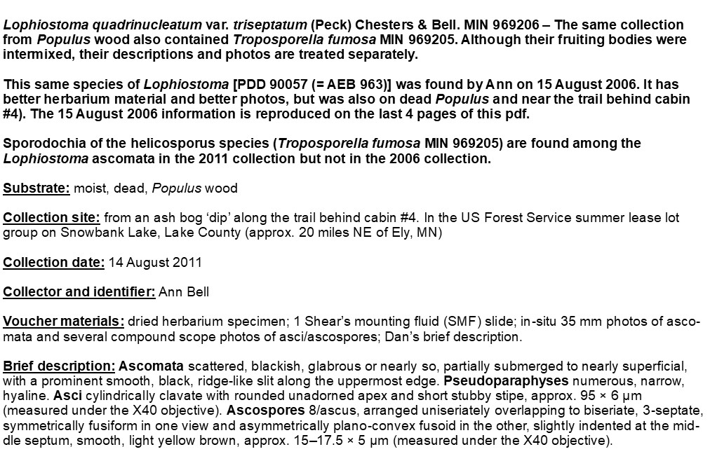 Lophiostoma quadrinucleatum var. triseptatum image