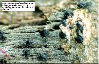 Lophiostoma quadrinucleatum var. triseptatum image