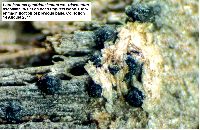 Lophiostoma quadrinucleatum var. triseptatum image