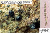 Lophiostoma quadrinucleatum var. triseptatum image