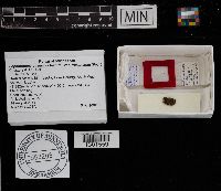 Lophiostoma quadrinucleatum var. triseptatum image