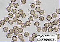 Stemonitopsis typhina image