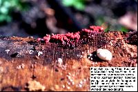 Arcyria denudata image