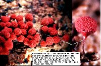 Arcyria denudata image