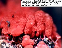 Arcyria denudata image