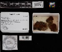 Arcyria denudata image