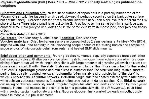 Physarum globuliferum image