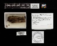 Metatrichia vesparium image