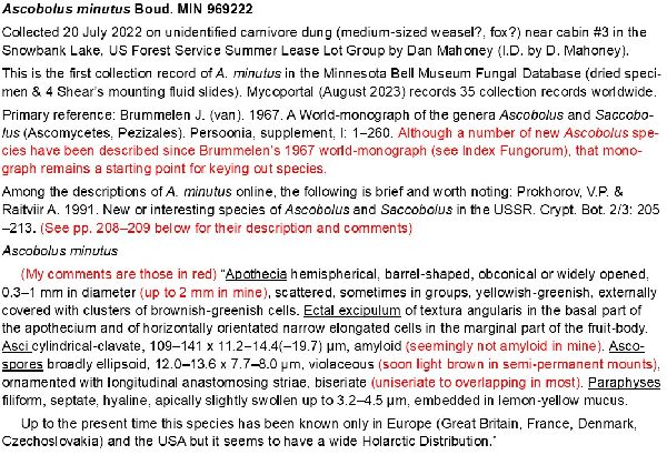 Ascobolus minutus image