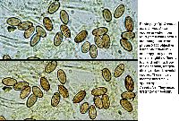 Ascobolus minutus image