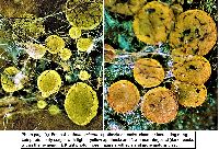 Ascobolus minutus image