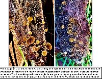 Ascobolus minutus image