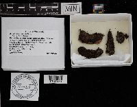 Ascobolus minutus image