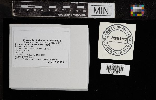 Agaricus xanthodermus image