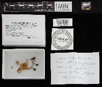 Lepiota cristata image