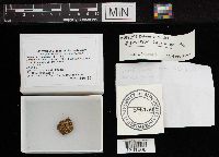 Geastrum saccatum image