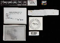 Mycena haematopus image