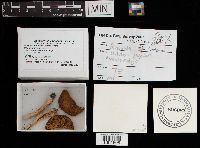 Russula font-queri image