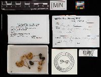 Lepiota lilacea image