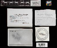 Exidia nucleata image