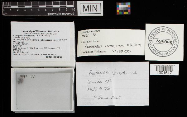 Psathyrella lepidotoides image