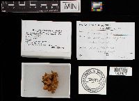 Tremella reticulata image