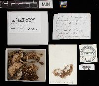 Agaricus placomyces image