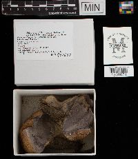 Calvatia gigantea image