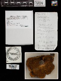 Boletinellus merulioides image