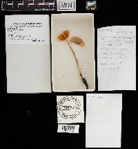 Xerula megalospora image